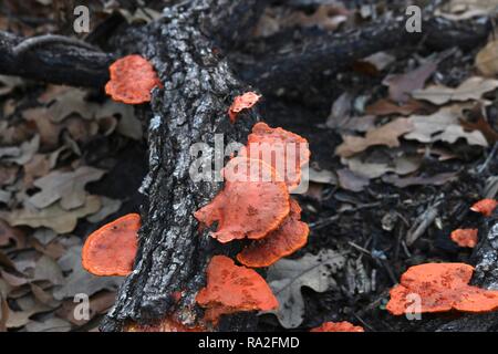 Close up of orange mushrooms on a fallen tree branch amidst brown leaves Stock Photo