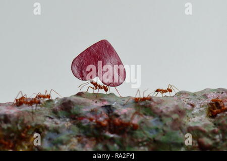 Leaf cutter ants carrying leaves to their final destination. Stock Photo