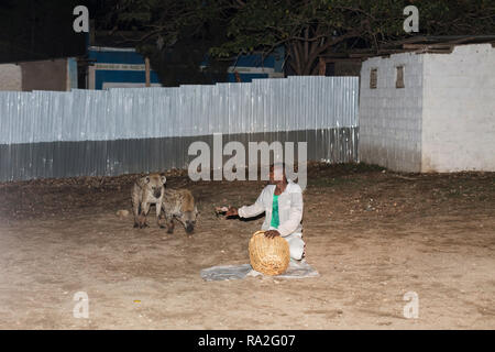 Harar / Ethiopia - May 2017: Wild hyenas being fed at night as a tourist attraction in Harar, Ethiopia. Stock Photo