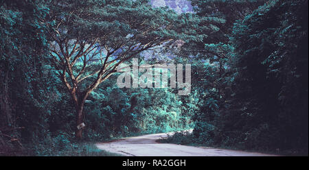 Beautiful, rural, empty dirt road between Trees. View where road leading trough the magic forest. Stock Photo