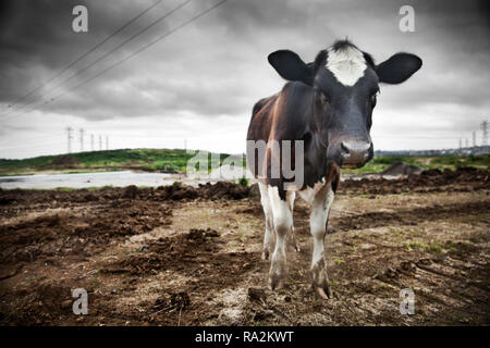 A cow gazing through the lens while standing on dirty muddy tracks in farming industry zone. Stock Photo