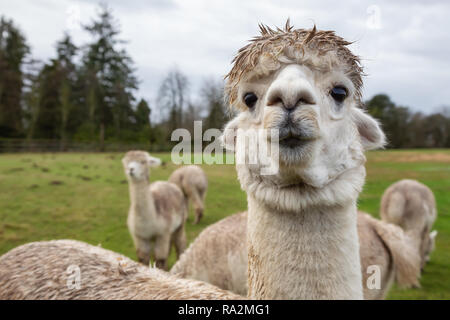 Alpaca in a farm during a cloudy day. Stock Photo