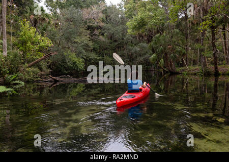 Adventurous girl kayaking on a river covered with trees. Taken in Chassahowitzka River, located West of Orlando, Florida, United States. Stock Photo