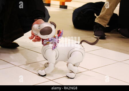 A Sony Aibo robot and a visitor interact in a Sony building in Tokyo. Stock Photo