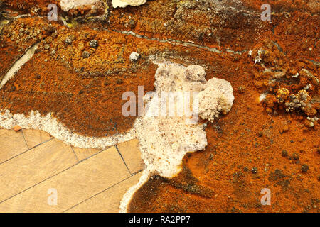 closeup of dry rot fruiting body ( Serpula lacrymans syn Merulius lacrymans ) Stock Photo