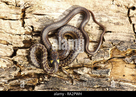 full length juveline aesculapian snake basking on wood stump ( Zamenis longissimus ) Stock Photo
