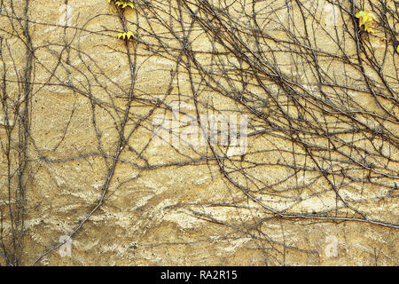 ivy roots on plaster wall, textural image for your design Stock Photo