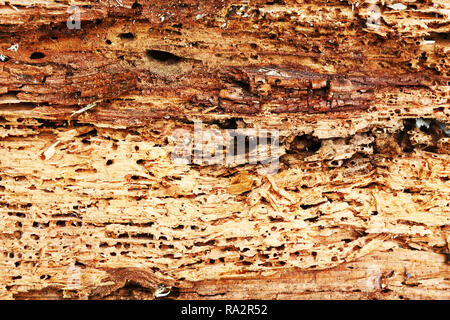 rough texture of wood destroyed by boring insects, Anobium punctatum or the common furniture beetle Stock Photo