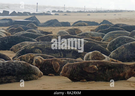 Grey Seal Colony at Horsey, Norfolk in November 2018 Stock Photo