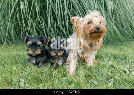 Outdor portrait of mummy and two small puppies of Yorkshire terrier. Dogs are sitting on green lawn, looking at the camera. Stock Photo
