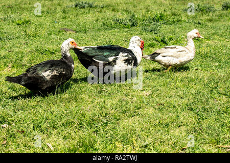Three ducks on the grass during a sunny day. Farm animals. Stock Photo