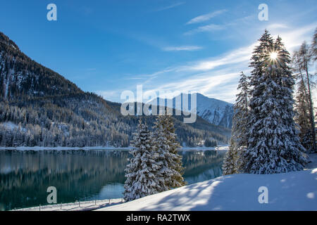 The rising sun shining through the pine trees on lake Davos, Switserland Stock Photo