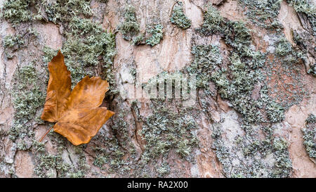 Close-up of maple bark texture with a fallen leaf. Acer. Beautiful natural background. Old faded deciduous tree trunk. Dry green moss. Abstract detail. Stock Photo