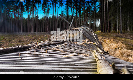 Close-up of a fallen fence of reforested area. Rural forest. Damaged protective wooden barrier of plant nursery. Dry grass spikelets. Coniferous trees. Stock Photo