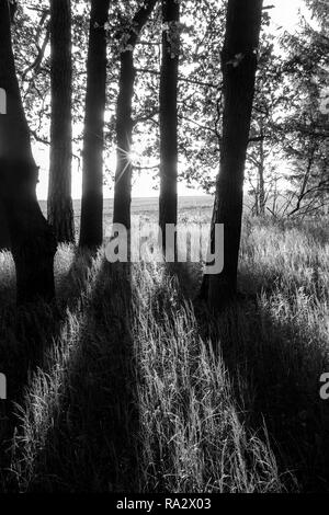 Spring scene with oak grove, dark trees, sunlight and shadows. Quercus robur. Black and white rural landscape. Forest, grass and field in a background. Stock Photo