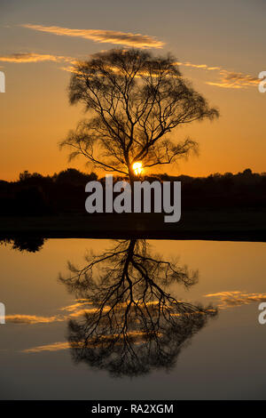 Sunset behind a solitary tree on Fritham Plain in the New Forest, Hampshire, UK. Stock Photo