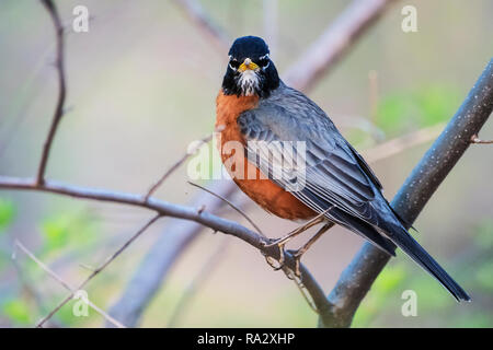 American robin portrait in spring Stock Photo
