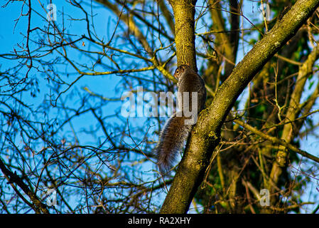 A grey squirrel perched on a tree in the woods Stock Photo
