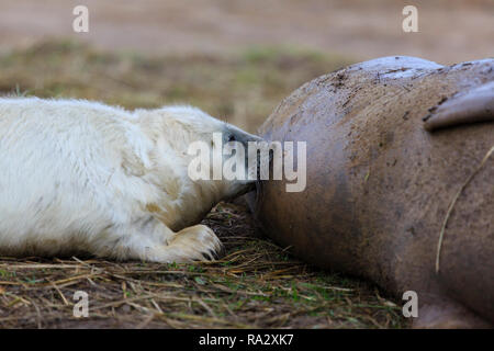 Grey seal pup suckling its mother at Donna Nook nature reserve, Lincolnshire, England Stock Photo