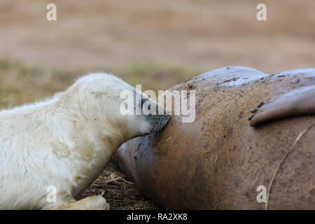 Grey seal pup suckling its mother at Donna Nook nature reserve, Lincolnshire, England Stock Photo