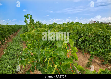 Niagara on the Lake, famous wineries and grape fields Stock Photo