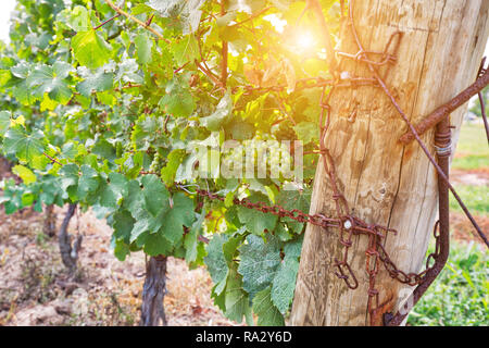 Niagara on the Lake, famous wineries and grape fields Stock Photo