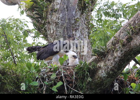 Harpy Eagle (Harpia harpyja) in Ecuador, south America Stock Photo