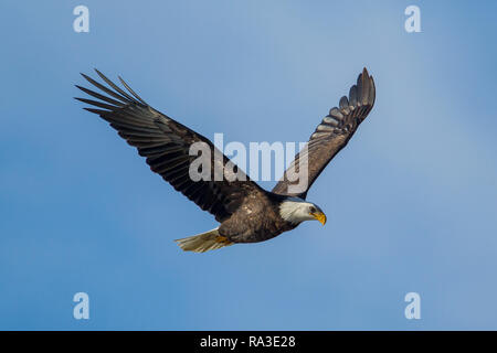 A majestic bald eagle flies high up in the sky above Coeur d'Alene Lake in north Idaho. Stock Photo