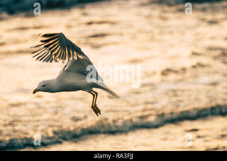 White free seagull looking for fish to eat on the coast with golden sunset ocean in background - animals and wildlife on the coastline life - flying b Stock Photo