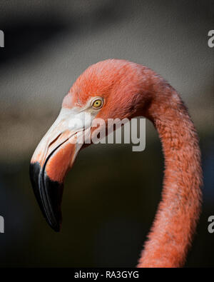 Portrait of Adult American Flamingo (Phoenicopterus ruber) with Oil Paint Texture