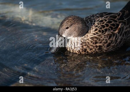 Female shoveler duck Stock Photo