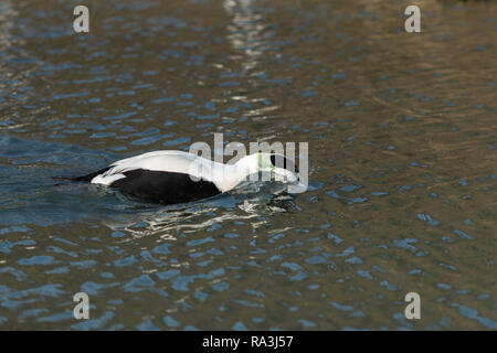 Common eider duck going into a dive into the water Stock Photo