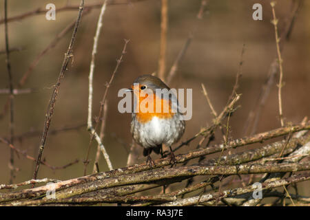 Single Robin bird posing in winter Stock Photo