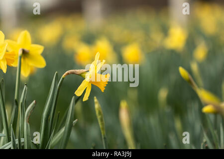 selective focus on some yellow daffodil flowers Stock Photo