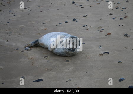 Wildlife close up of cute appealing friendly grey seal pup with brown eyes by sea shore with coast landscape sand sea Stock Photo