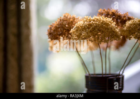 A dried arrangement of hydrangea flowers in a window. Stock Photo