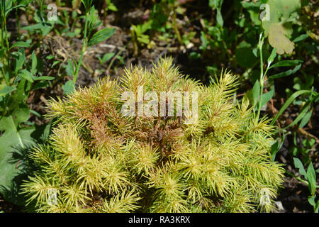 Tetranychus urticae (common names include red spider mite and two-spotted spider mite) on Picea glauca var. albertiana Conica Rainbow's End. Red spide Stock Photo