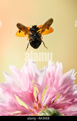 Seven-spott ladybird (Coccinella septempunctata), in flight, on the flower of a common pink (Dianthus plumarius), Germany Stock Photo