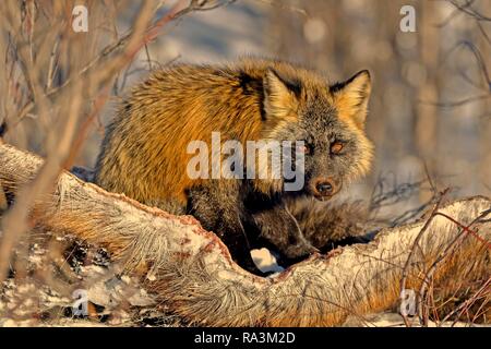 Crossfuchs (Vulpes vulpes) in winter on carcass from moose, fixed environment, Yukon Territory, Canada Stock Photo
