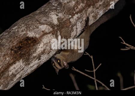 Pale fork-marked lemur (Phaner pallescens) climbs to tree trunk, Kirindy, Madagascar Stock Photo