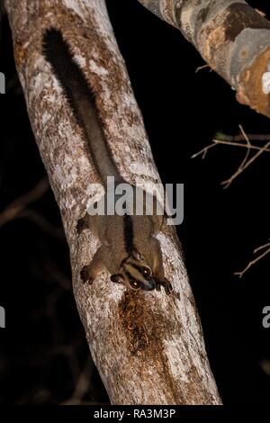 Pale fork-marked lemur (Phaner pallescens) climbs to tree trunk, Kirindy, Madagascar Stock Photo