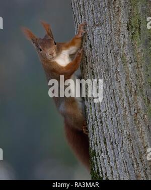 Eurasian red squirrel (Sciurus vulgaris), climbing tree trunk, Baden-Württemberg, Germany Stock Photo