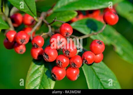 Willow-leaved cotoneaster (Cotoneaster salicifolius flococcus), branch with red fruits, North Rhine-Westphalia, Germany Stock Photo