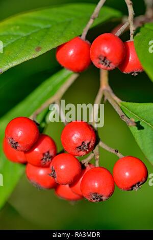 Willow-leaved cotoneaster (Cotoneaster salicifolius flococcus), branch with red fruits, North Rhine-Westphalia, Germany Stock Photo