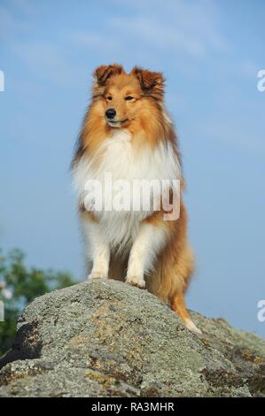 Sheltie, sable, male, standing on rocks, Austria Stock Photo