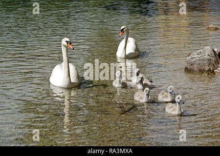 Mute swans (Cygnus olor) with chicks in the water, swan family, Lake Alpsee, Hohenschwangau, Allgäu, Bavaria, Germany Stock Photo