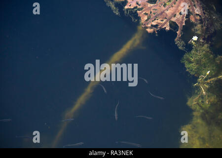 School of minnow fish swimming just below the surface of a pond Stock Photo