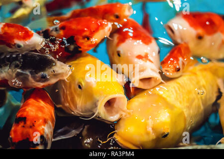 Multicolored fish carp on the water surface Stock Photo