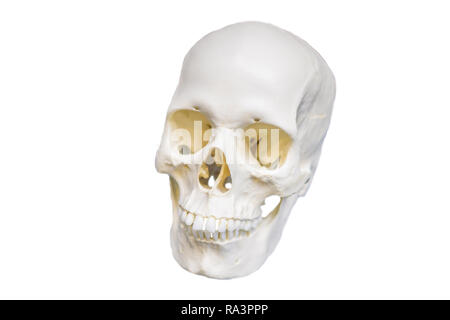Four skull in a raw showing humans evolution. Human evolution is the evolutionary process that led to the emergence of anatomically modern humans. isolated on white Stock Photo