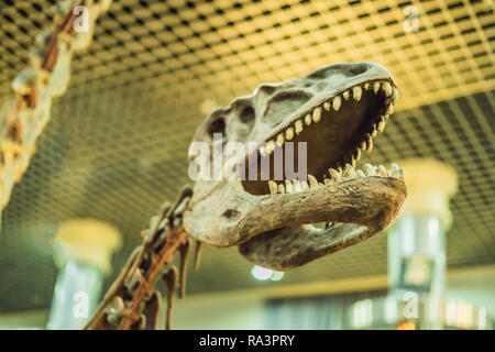 Beijing China, October 16, 2018: Dinosaur skull. Dinosaur skeleton on a beige background Stock Photo